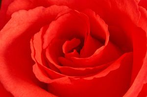 Détail rose rouge