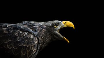 The crying eagle by Leny Silina Helmig