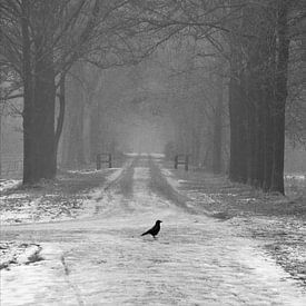 The cold path van Jenny de Groot
