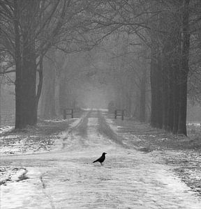 The cold path van Jenny de Groot