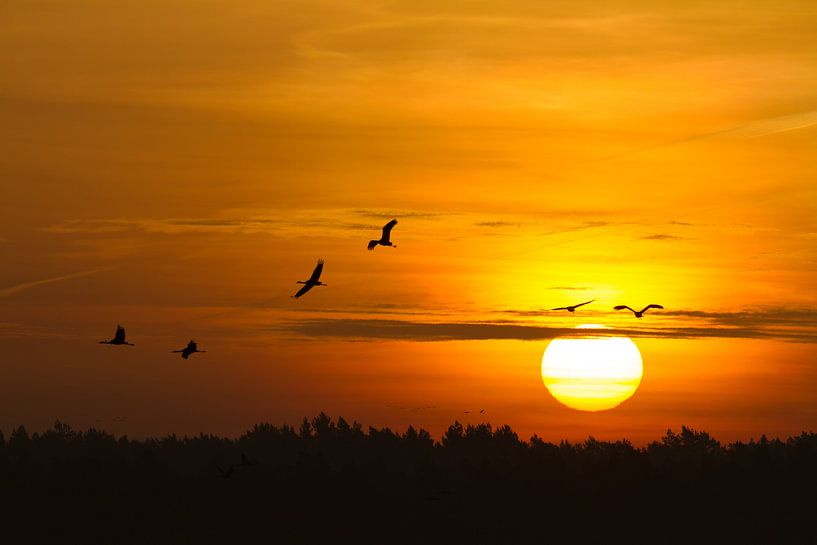 Kranen bij zonsopgang van Angelika Stern