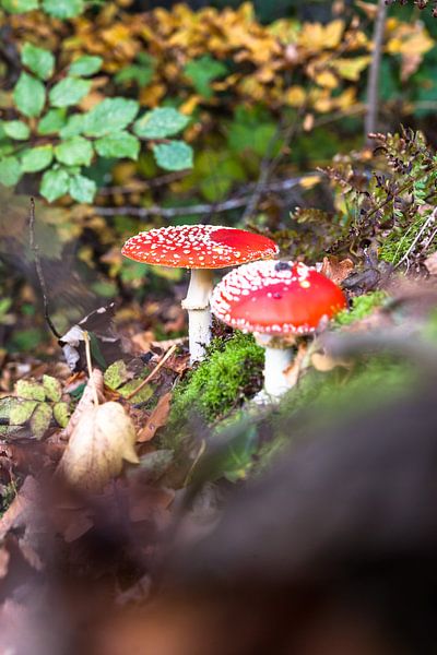 Fly agaric or fly Amanita mushroom, Amanita muscaria by Fotografiecor .nl