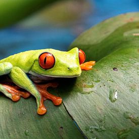 Indringend kijkende roodoogboomkikker op blad van Bianca ter Riet