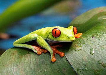 Penetrating red-eyed tree frog on leaf by Bianca ter Riet