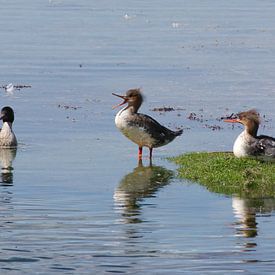 Red-breasted merganser - courtship by Peter Schoo - Natuur & Landschap