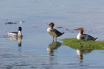 Red-breasted merganser - courtship by Peter Schoo - Natuur & Landschap