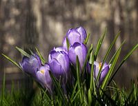 Crocuses in an early spring sun