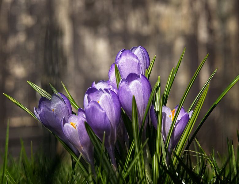 Krokusse in der Vorfrühlingssonne von Theo Felten