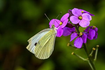 Papillon affamé sur une fleur sur Patrick Herzberg