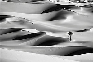 Sahara-Wüste. Palme in den Sanddünen.