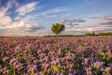 bloemenweide