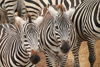 Zèbre's en Tanzanie