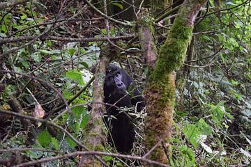 Gorille en Ouganda sur Jelle Swaan