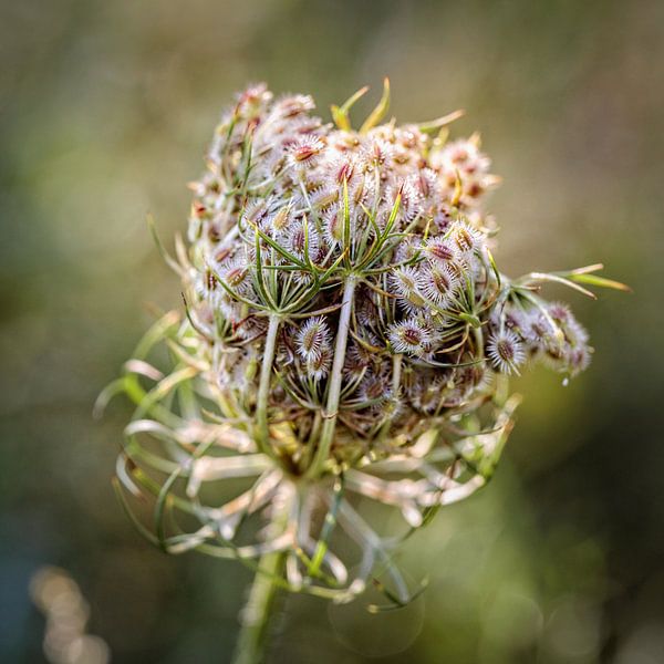 Whistlewort by Rob Boon
