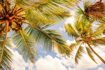 Kokospalmen in de tropische wind van Hilke Maunder