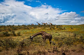 Giraffenparade von BL Photography