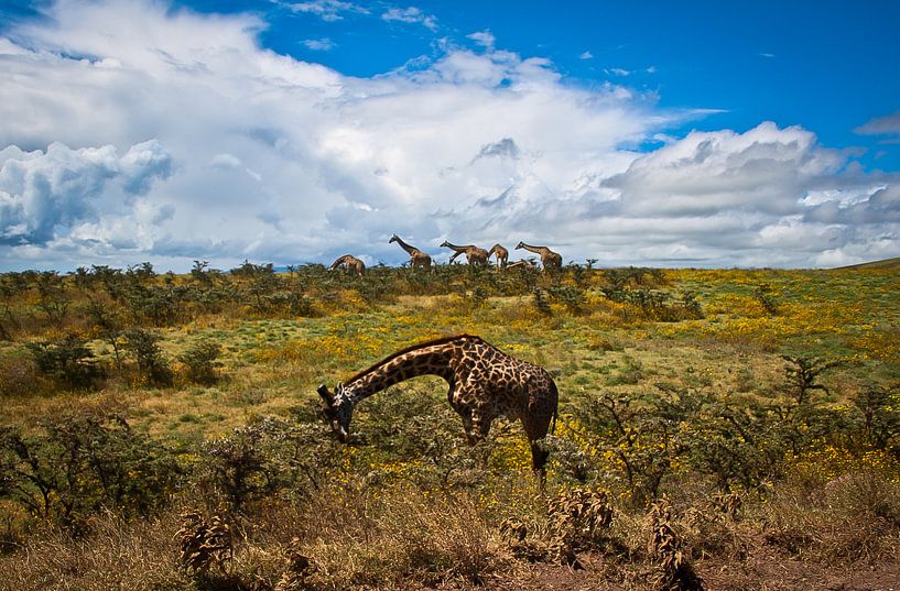 Parade de girafes par BL Photography