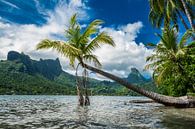 Idyllisch überhängende Palme in der Cooks Bay auf Moorea von Ralf van de Veerdonk Miniaturansicht