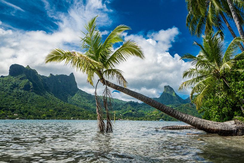 Idyllisch überhängende Palme in der Cooks Bay auf Moorea von Ralf van de Veerdonk