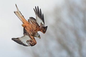 Rotmilan im Tauchflug in England von Jeroen Stel