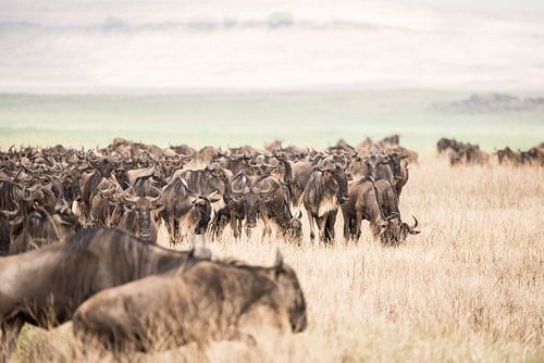 Gnuherde während der Wanderung