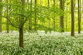 Promenade en forêt sur Thomas Herzog