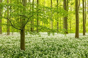 Waldspaziergang