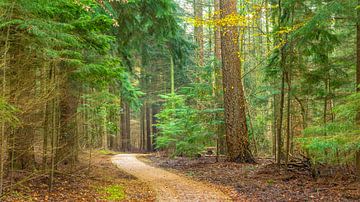 Path through the Speulder forest by Frank Smit Fotografie