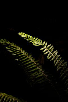 Sunshine on Sailing: Natural Contrast by Anneloes van Acht