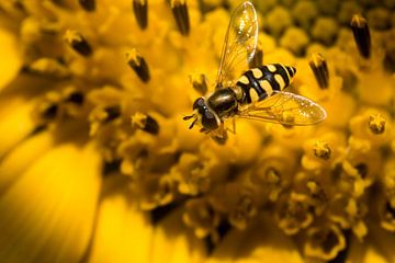 Jaune et noir sur Rob van der Wal