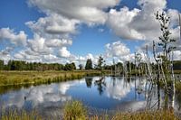 Weerspiegeling in het Bargerveen