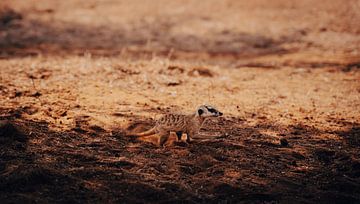 Stokstaartje in de Kalahari van Namibië, Afrika van Patrick Groß