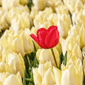 Tulipe rouge égarée sur Angelique Niehorster