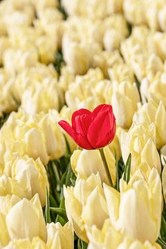 Tulipe rouge égarée sur Angelique Niehorster
