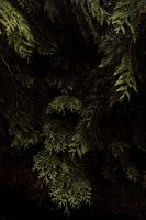 Coniferen in het bos