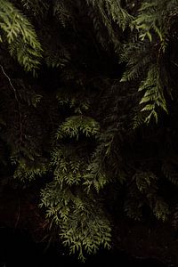Nadelbäume im Wald