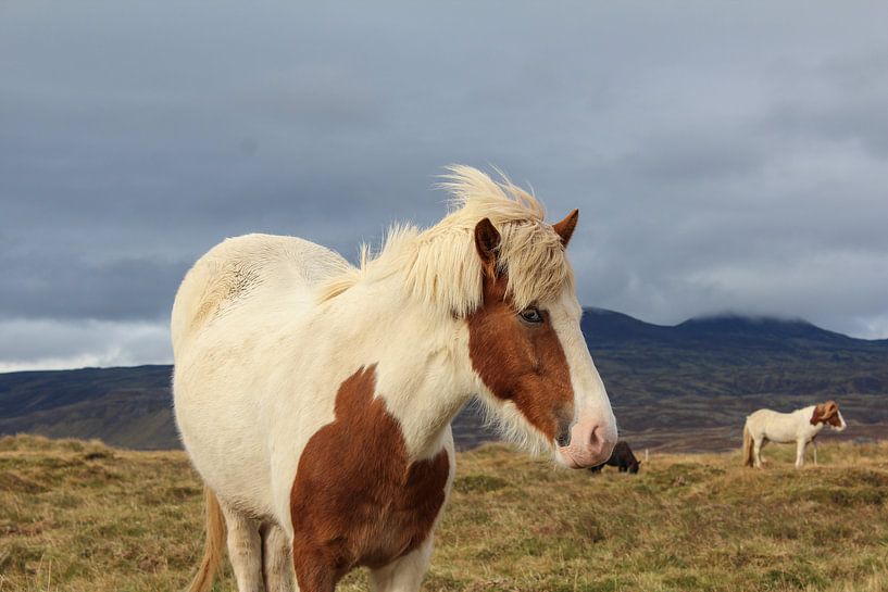 IJslands paard van Map of Joy
