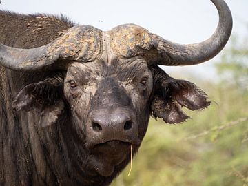 Kop van een waterbuffel in Murchison Falls, Oeganda van Teun Janssen