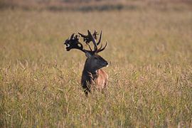 Deer at the rut in the National Park Vorpommersche Boddenlandschaft by Frank Fichtmüller