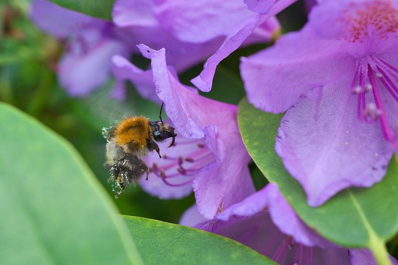 Bumblebee flies on a flower to collect nectar by Martin Köbsch