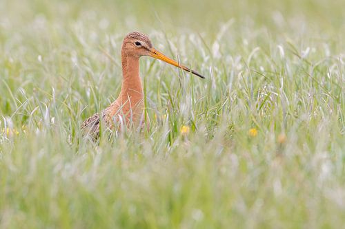 Een Grutto in het gras