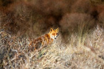 wild fox