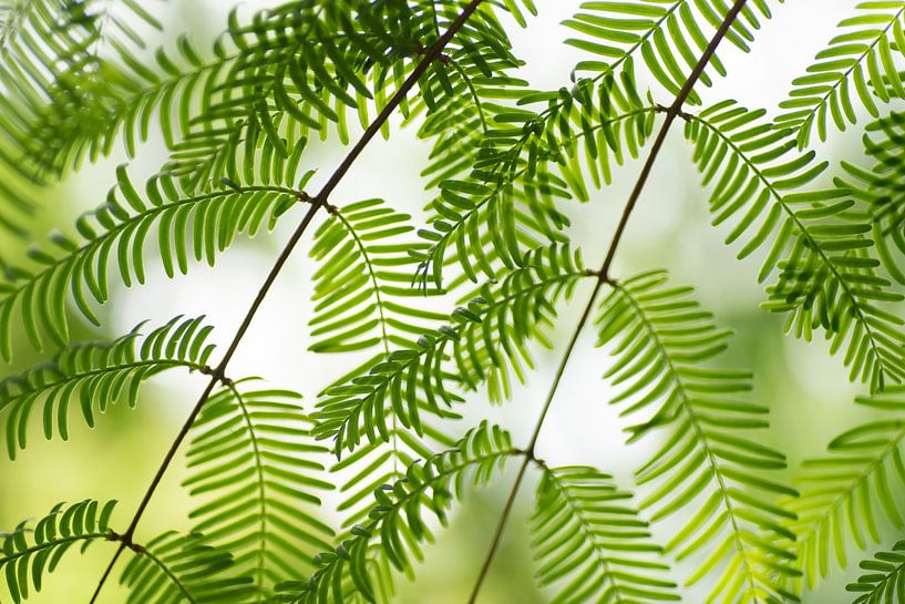 Ein Blick durch das Grün (Akazie) von Birgitte Bergman