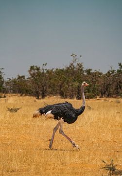 Afrikaanse struisvogel in Namibië, Afrika van Patrick Groß