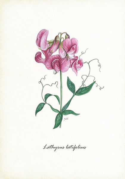 Breites Lathyrus von Jasper de Ruiter
