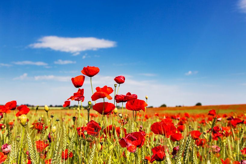 Poppy-01 van Ute Ludwig