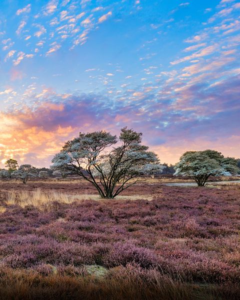 Field by Anthony Trabano