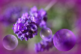 Lavendelblueten by Vera Laake