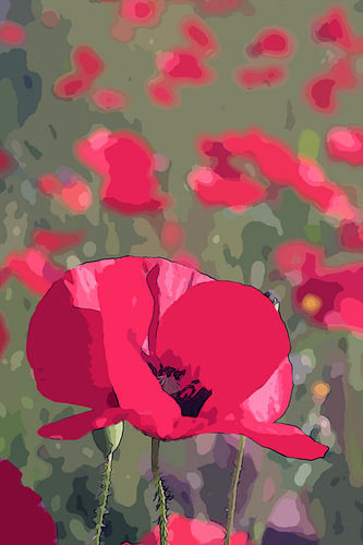 Champ de coquelicots