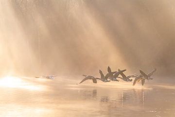 Laagvligers over het water in de mist. van Els Oomis
